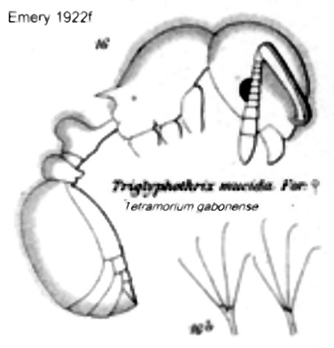 {Tetramorium gabonense mucidus}
