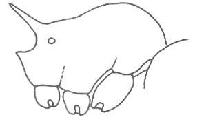 {Tetramorium gabonense}