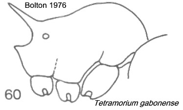 {etramorium gabonense}