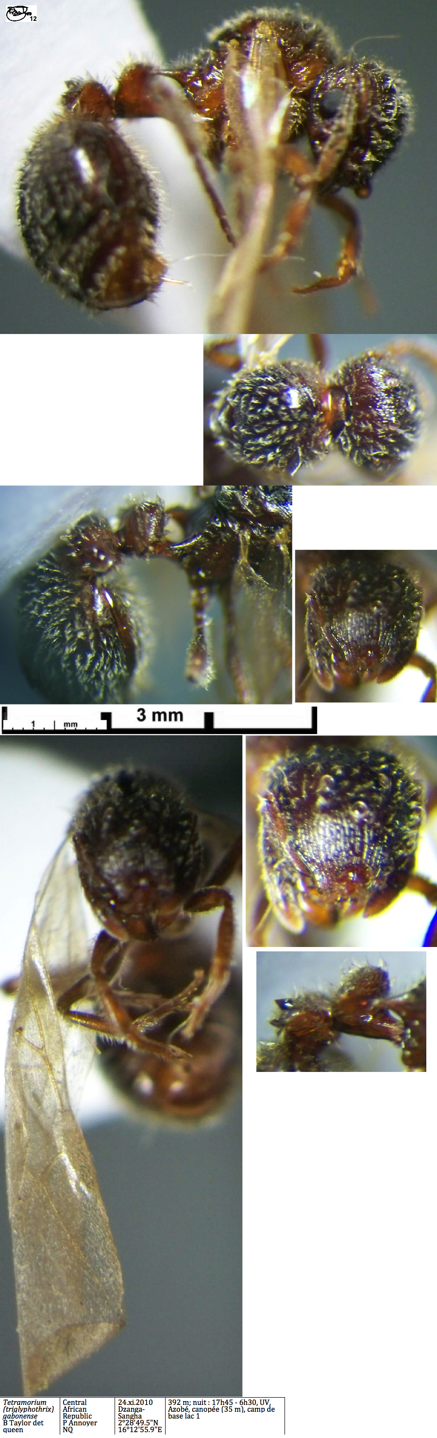 {Tetramorium gabonense queen}