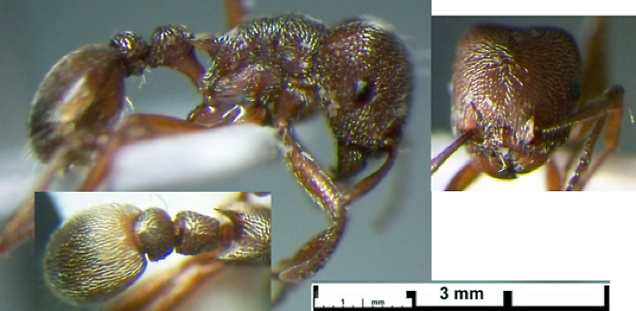 Tetramorium galoasanum