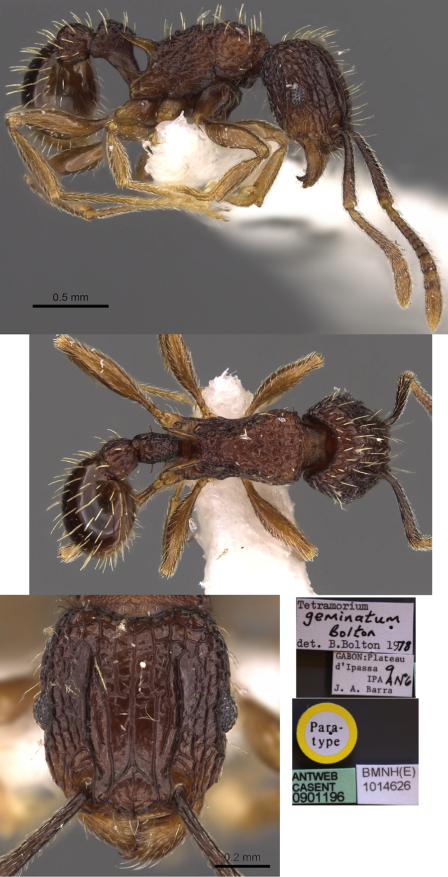 {Tetramorium geminatum}