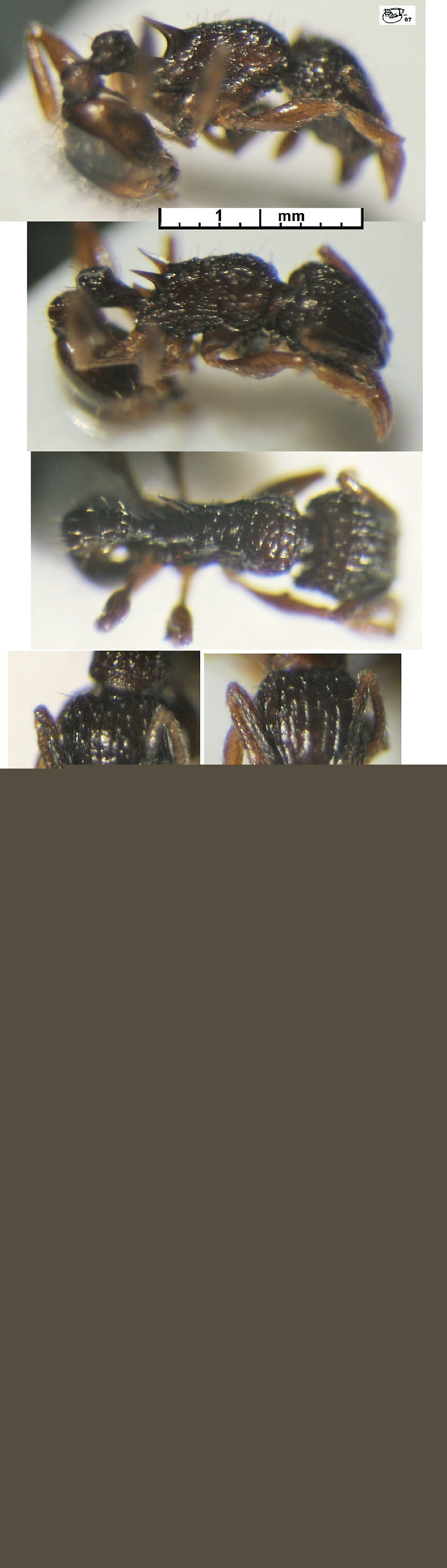 {Tetramorium geminatum}