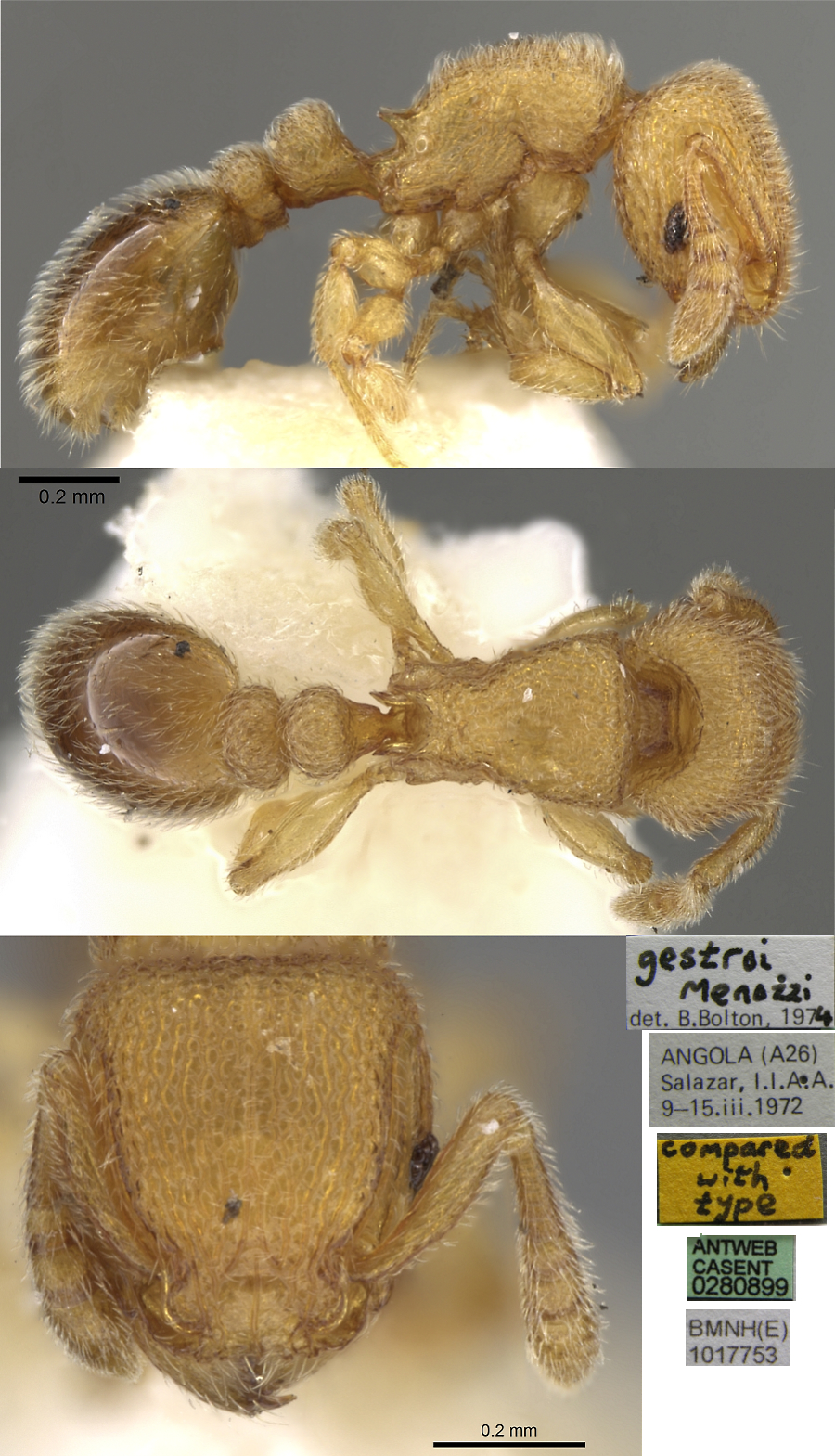 {Tetramorium gestroi}