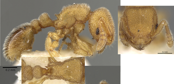 {Tetramorium gestroi}