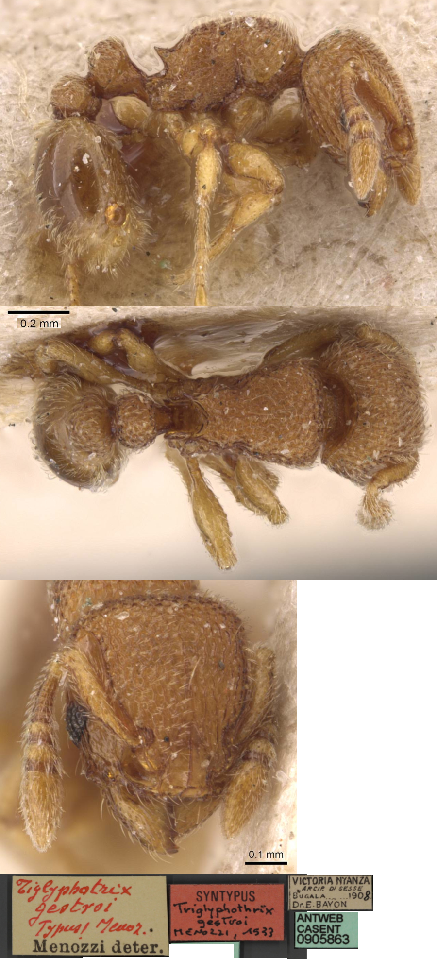 {Tetramorium gestroi}