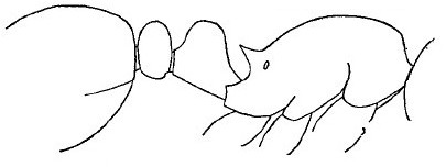 {Tetramorium gestroi}