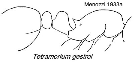 {Tetramorium gestroi}