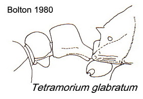 {Tetramorium glabratum}