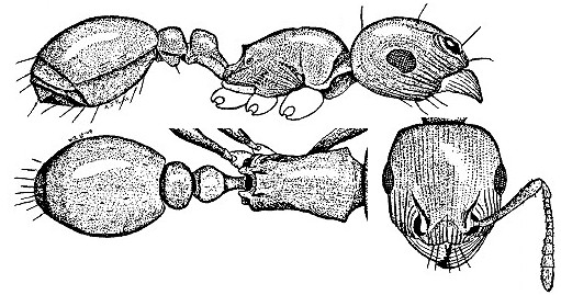 {Tetramorium glabratum}