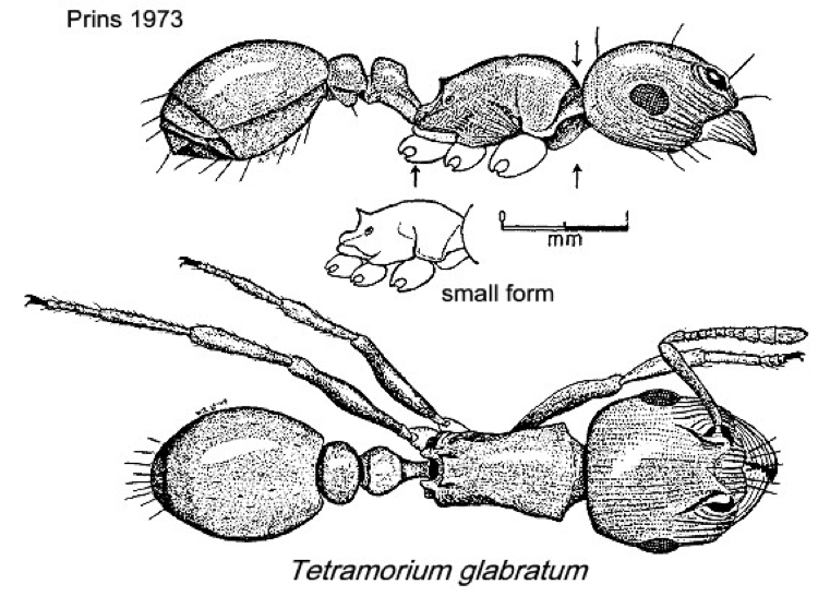 {Tetramorium glabratum ruitilum}