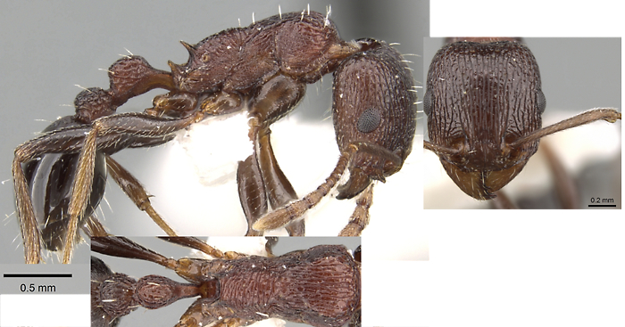 Tetramorium gladstonei