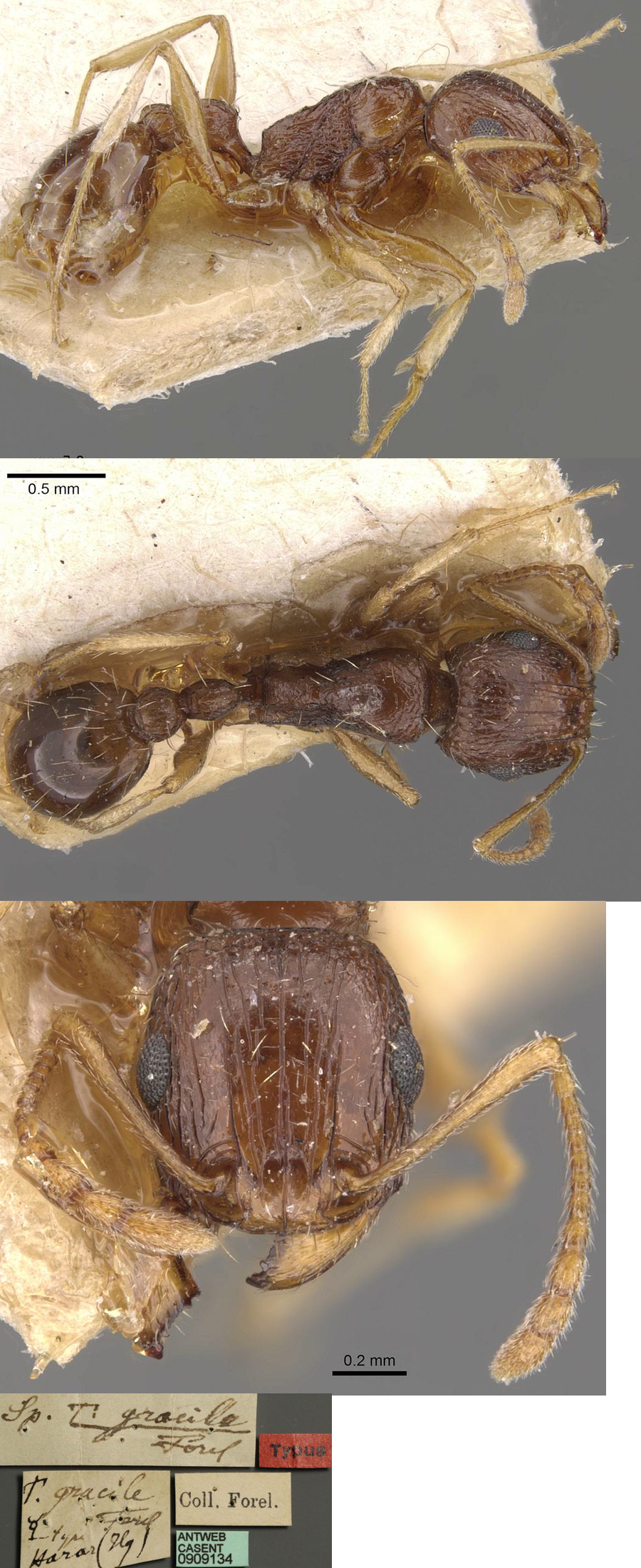 {Tetramorium gracile}