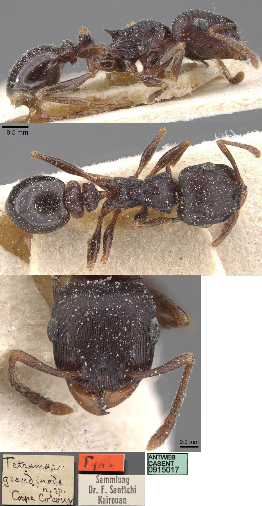 {Tetramorium grandinode}