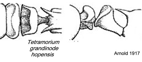 {Tetramorium grandinode hopensis}