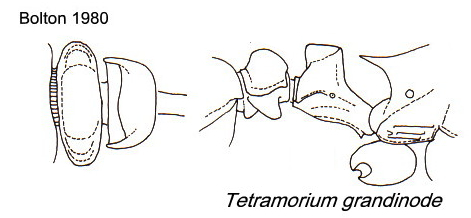 {Tetramorium grandinodet}