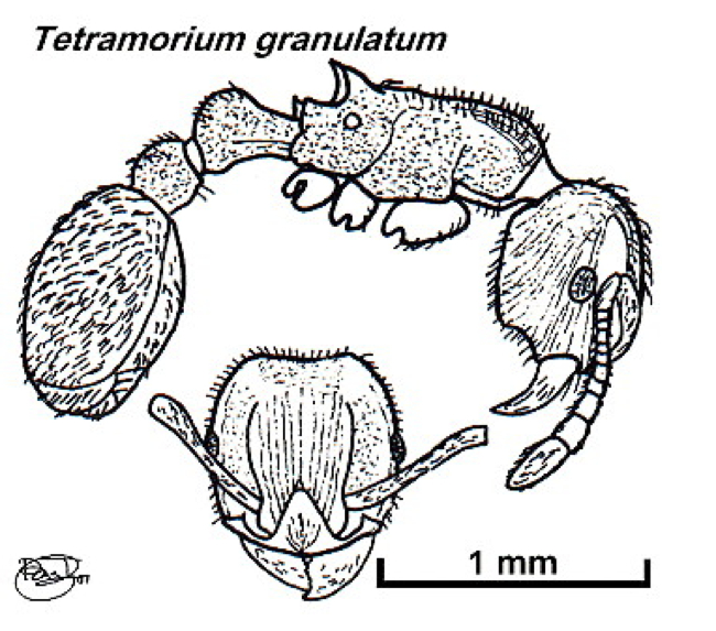 {Tetramorium granulatum}