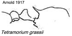 {Tetramorium grassii}