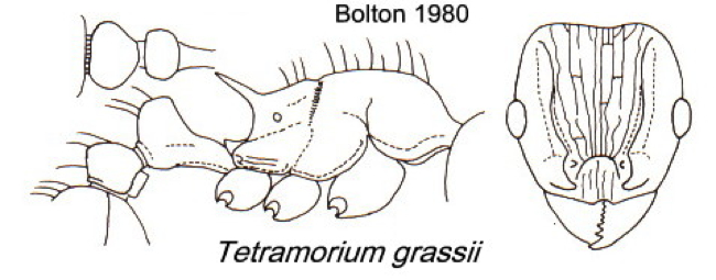 {Tetramorium grassii}