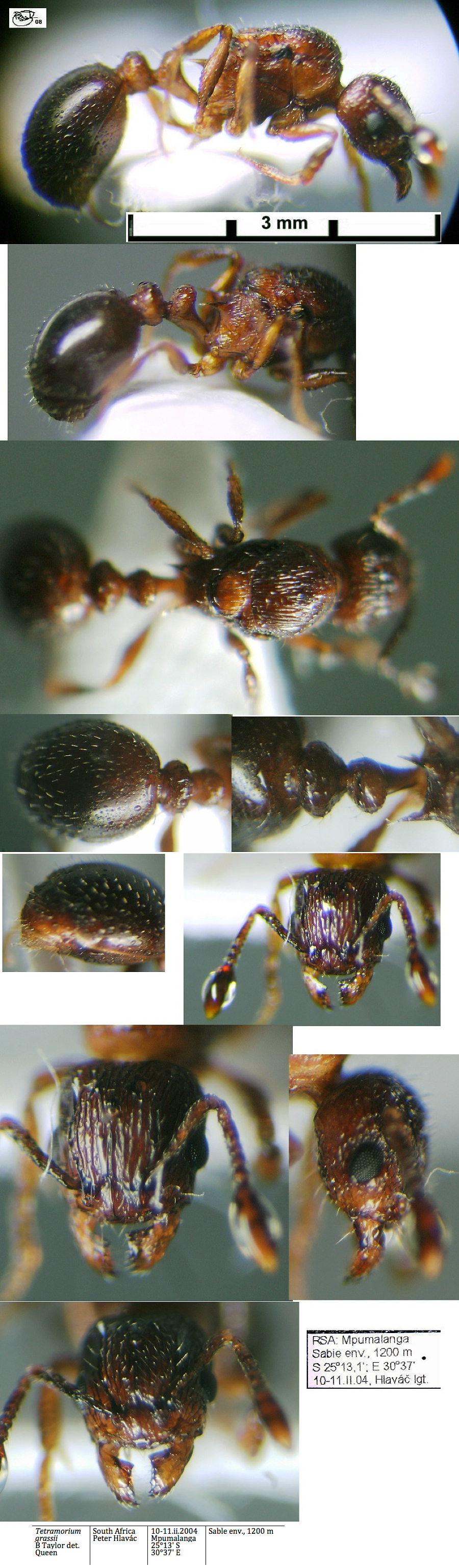 {Tetramorium grassii queen}