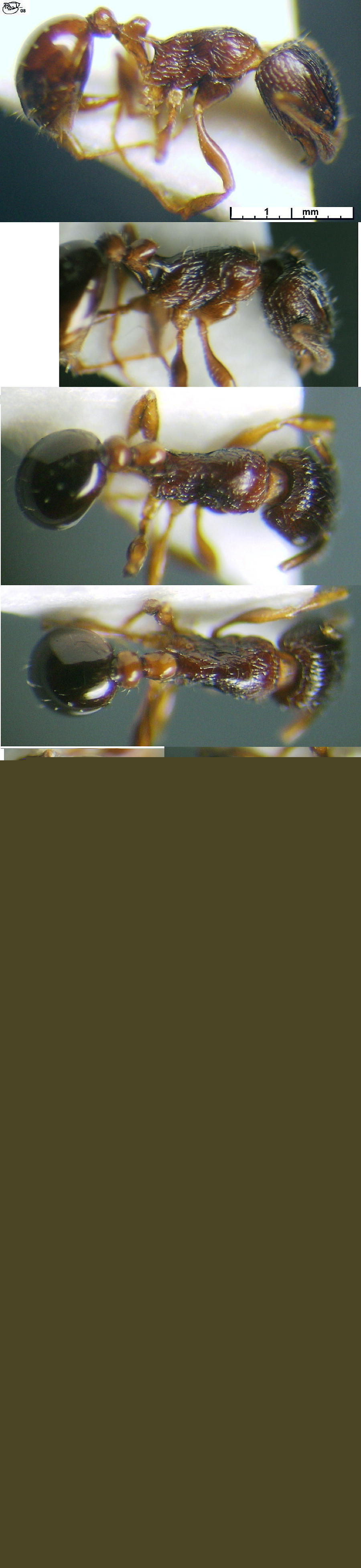 {Tetramorium grassii}