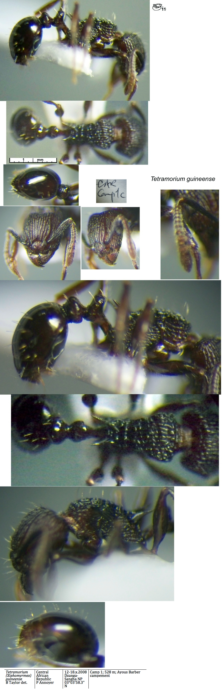 {Tetramorium guineense}