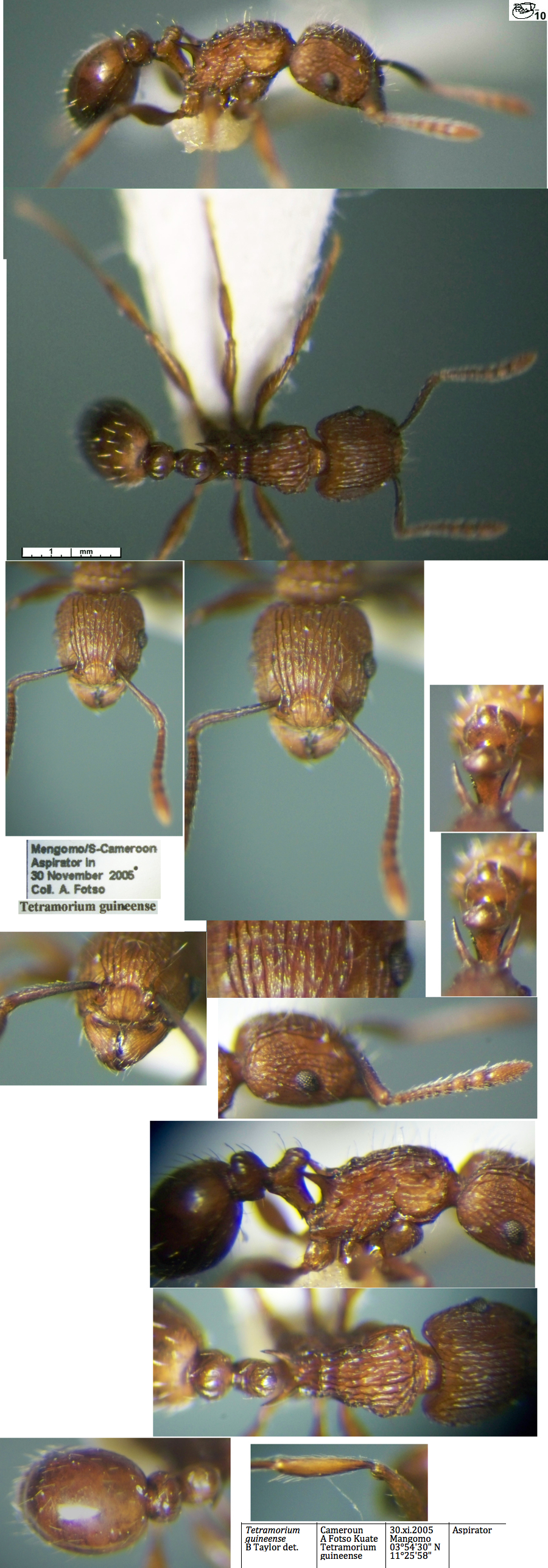 {Tetramorium guineense}