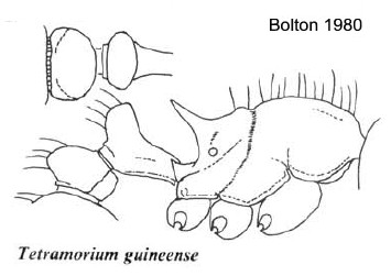 {Tetramorium guineense}