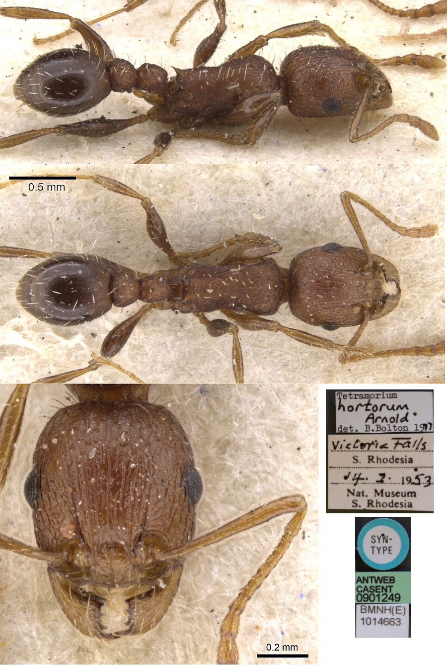 {Tetramorium hortorum}