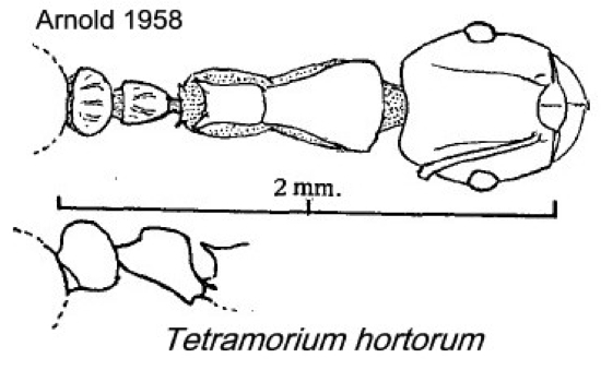 {Tetramorium hortorum}