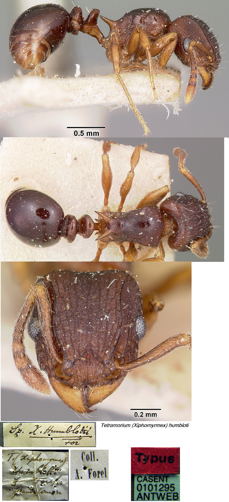 {Tetramorium humbloti type}