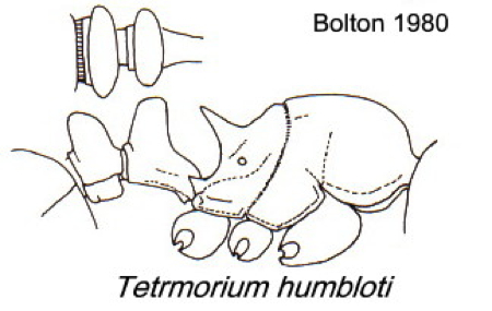 {Tetramorium humbloti}