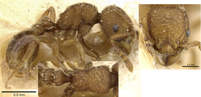 {Tetramorium imbelle}