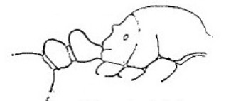 {Tetramorium imbelle}