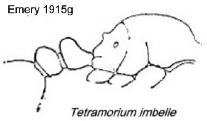 {Tetramorium imbelle}