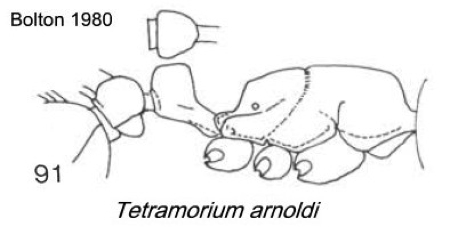 {Tetramorium incruentatum}