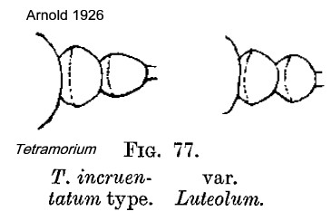 {Tetramorium incruentatum}