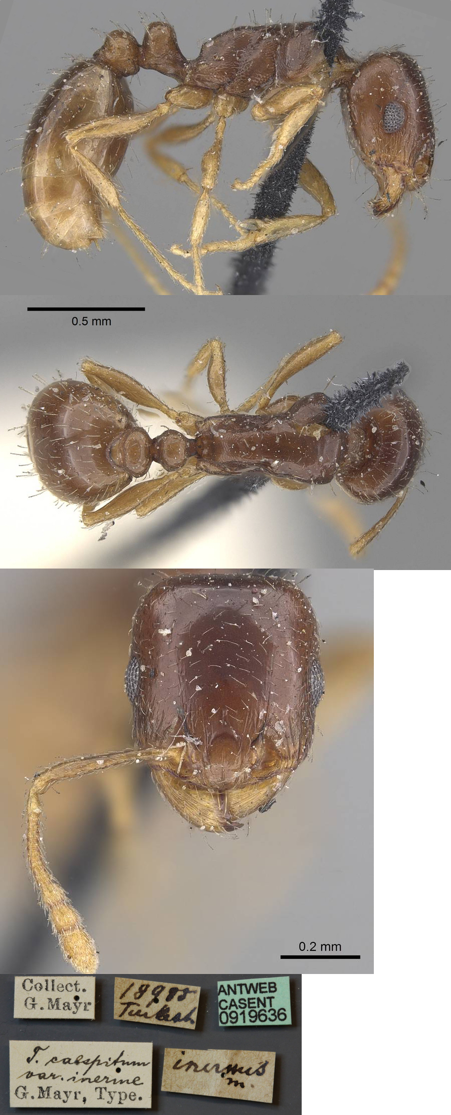 Tetramorium inerme