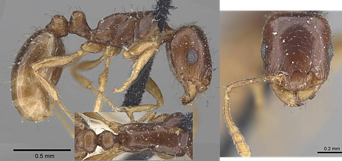 Tetramorium inerme