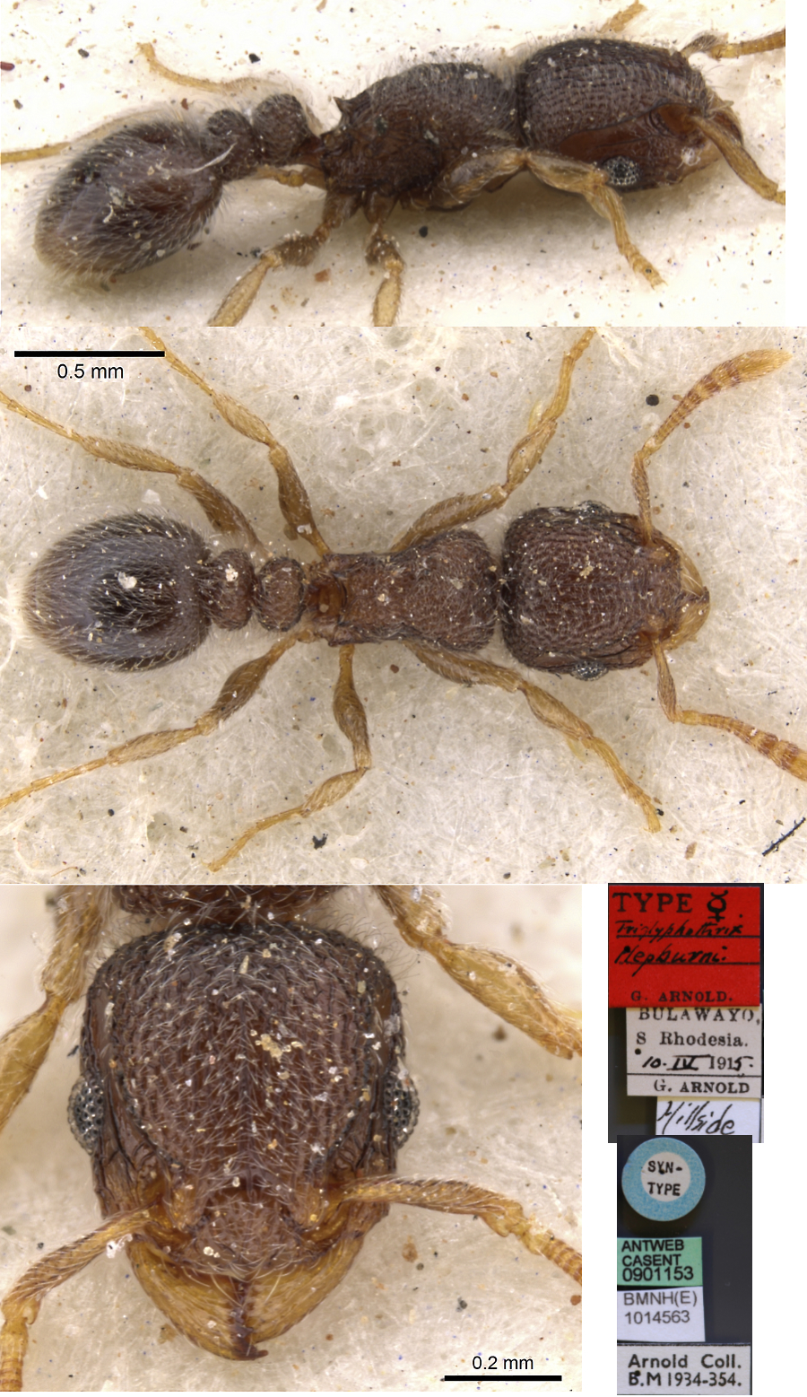 {Tetramorium inezulae}