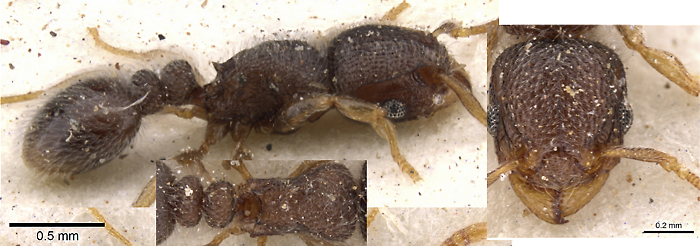 {Tetramorium inezulae}