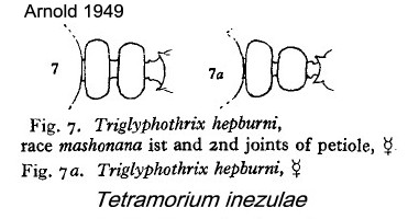 {Tetramorium inezulae}