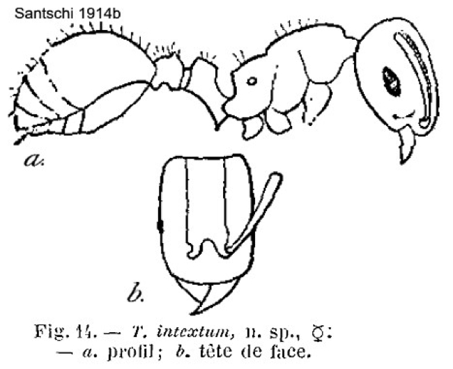 {Tetramorium intextum}