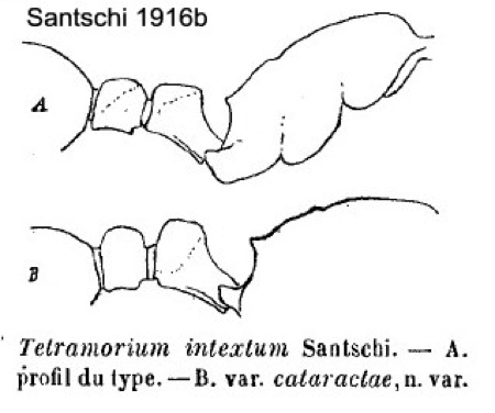 {Tetramorium intextum}