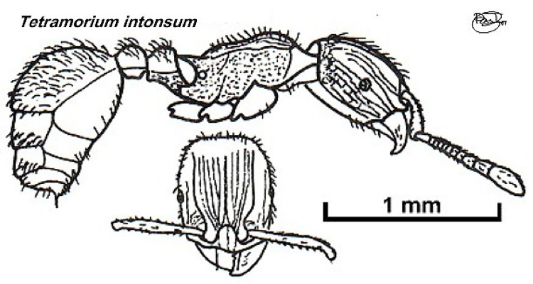 {Tetramorium intonsum}