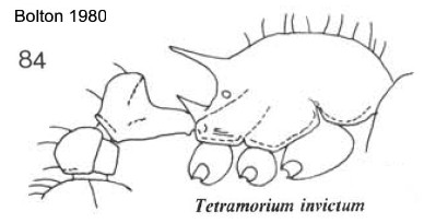 {Tetramorium invictum}