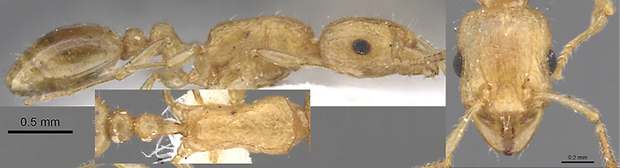 Tetramorium isipingense