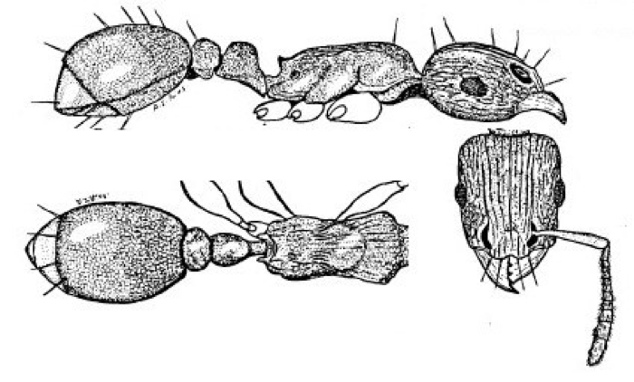 {Tetrmorium jauresi}