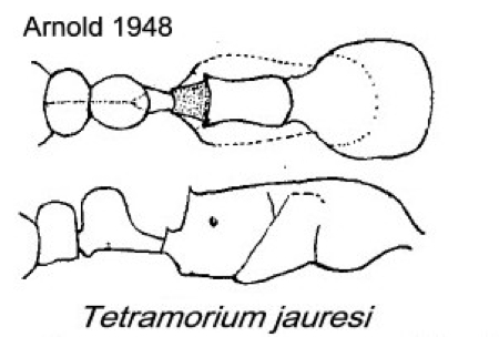 {Tetramorium jauresi}