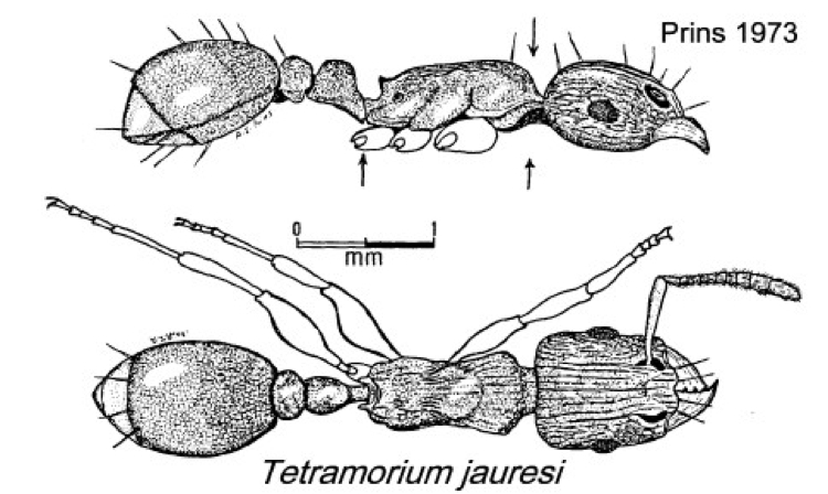 {Tetramorium jauresi}